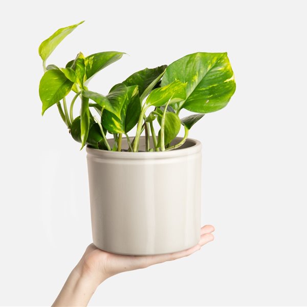 Plantas de interior fáciles de cuidar y que ayudan a tener aire limpio en casa