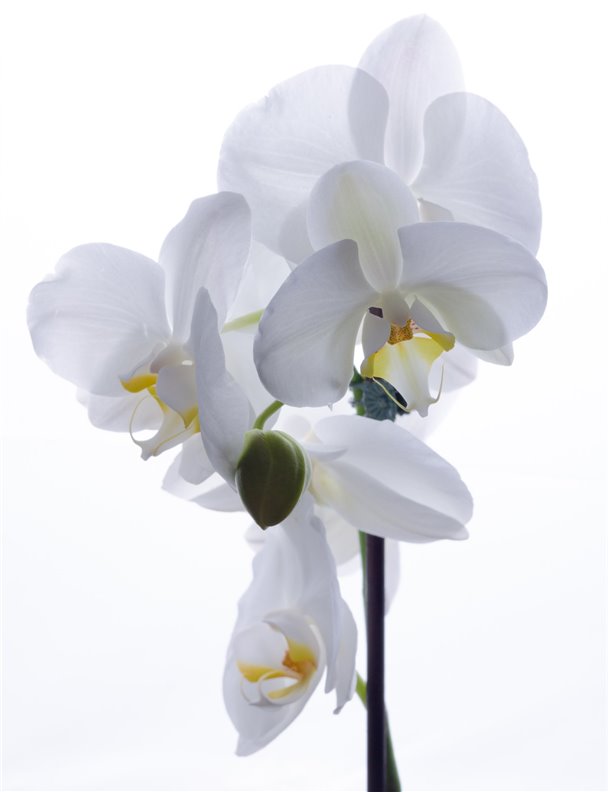 Los mejores trucos de experto para cuidar bien las orquídeas en casa