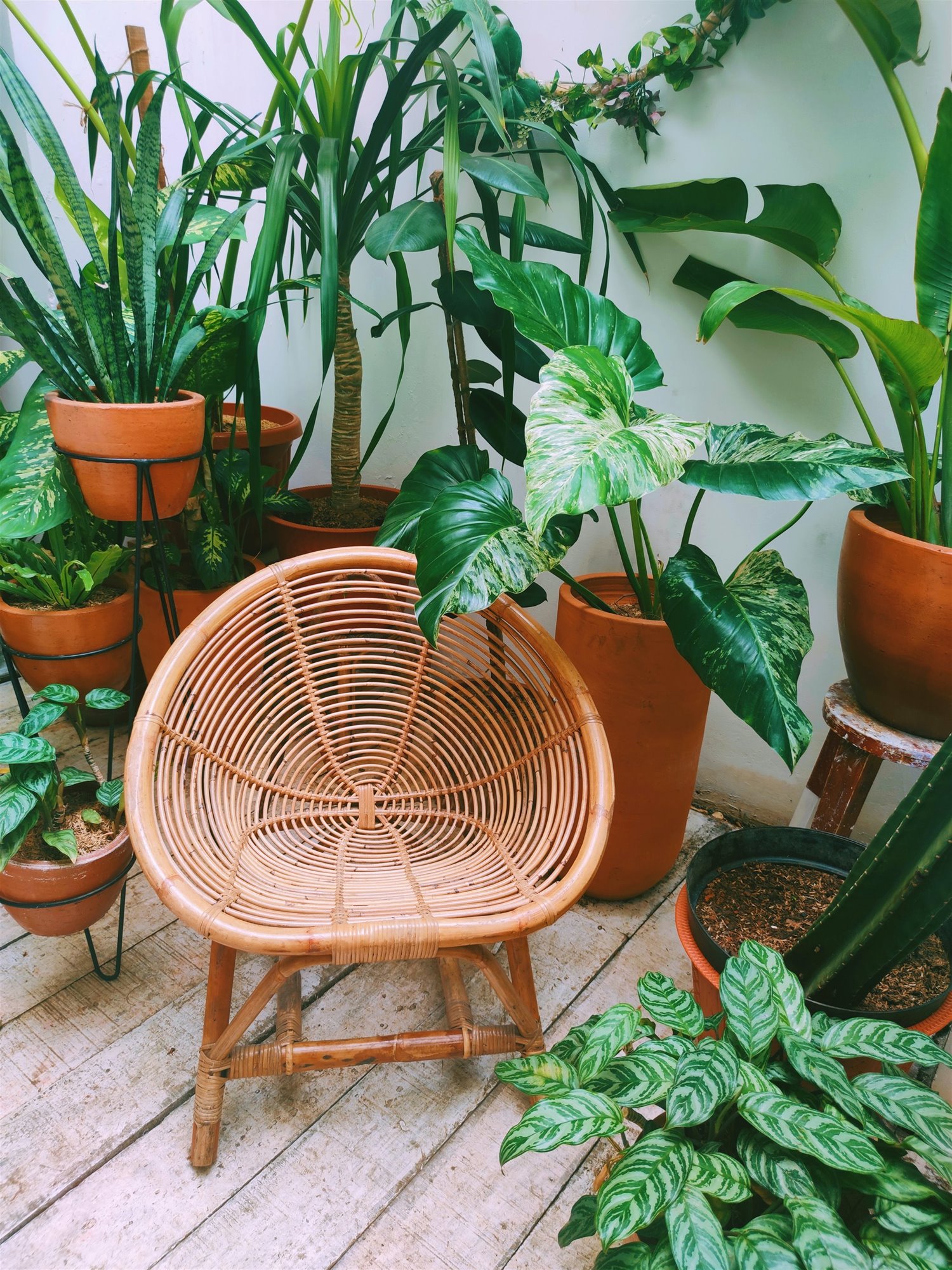 silla de ratan y plantas en terraza