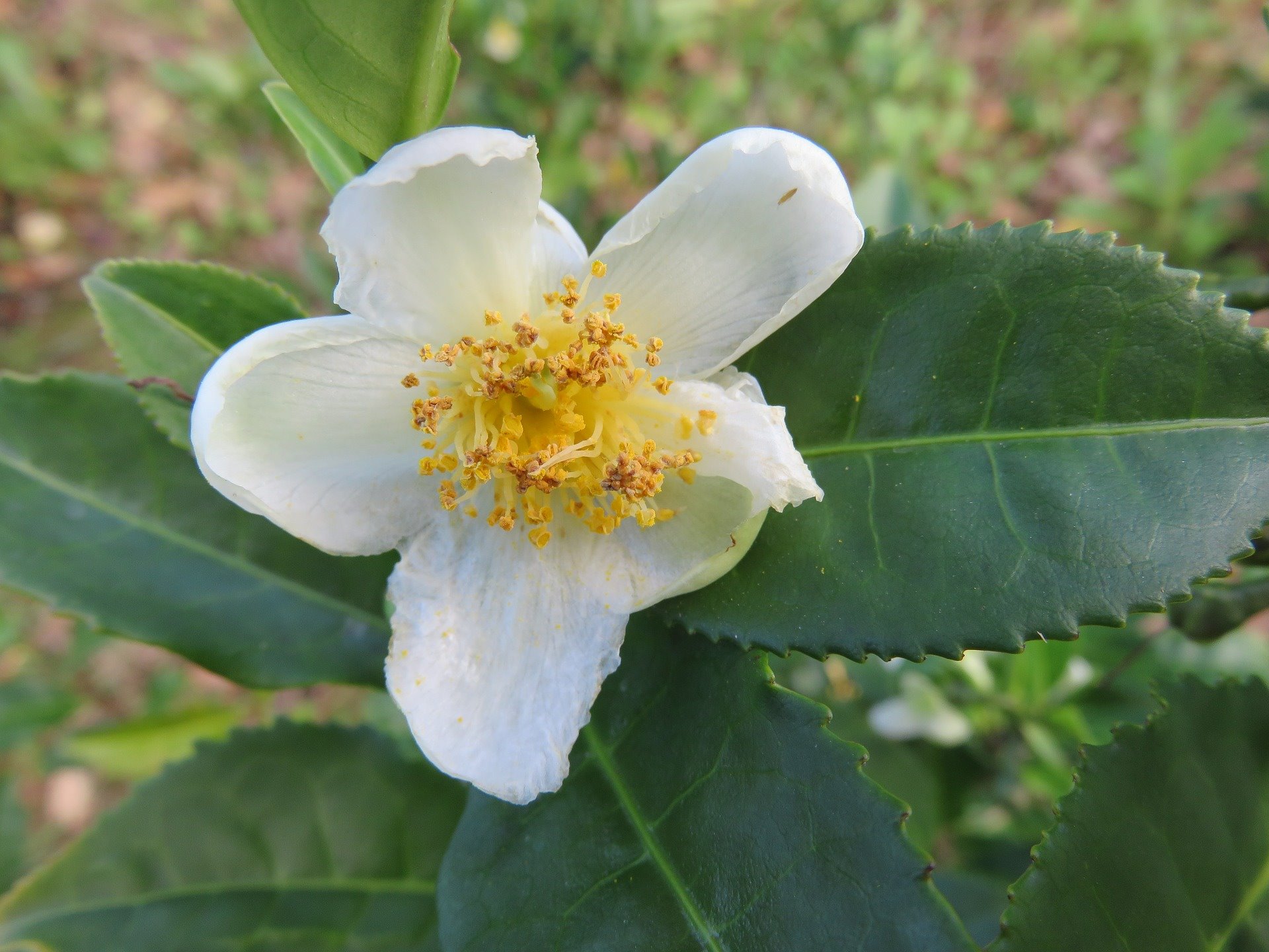 planta del te´. Camellia sinensis 