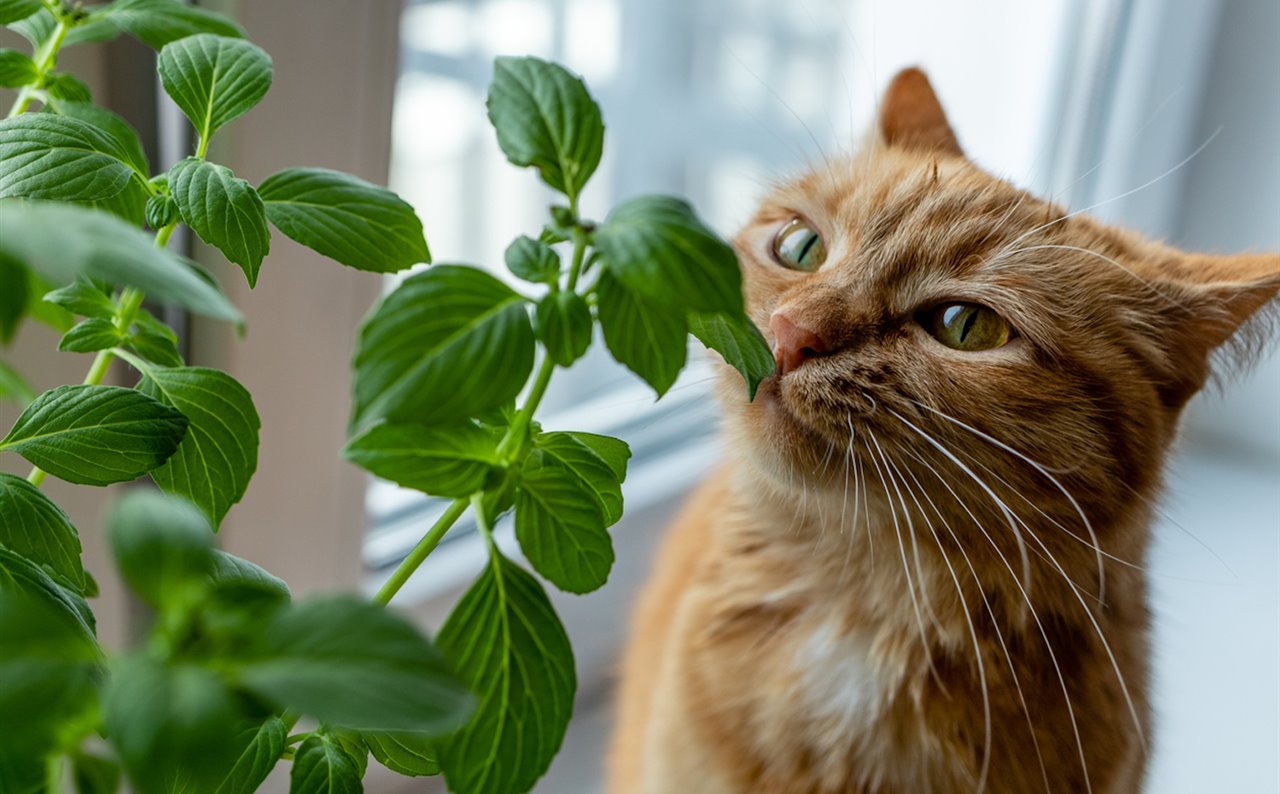 Los gatos tienen mucha curiosidad por las plantas, pero algunas pueden ser muy peligrosas.