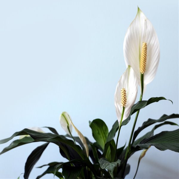 Plantas de interior con flores para llenar tu casa de color (y cómo cuidarlas)