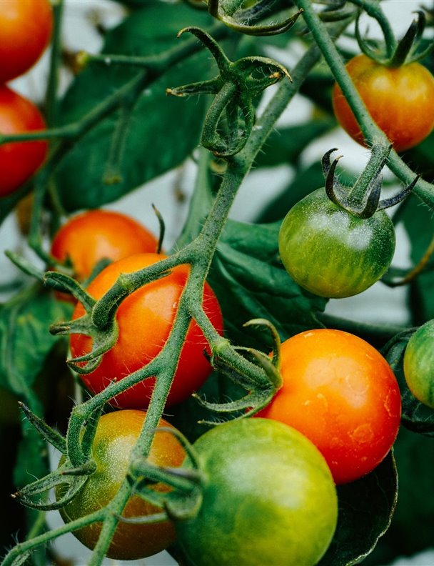 ¿Cómo plantar y cultivar tomate en casa?
