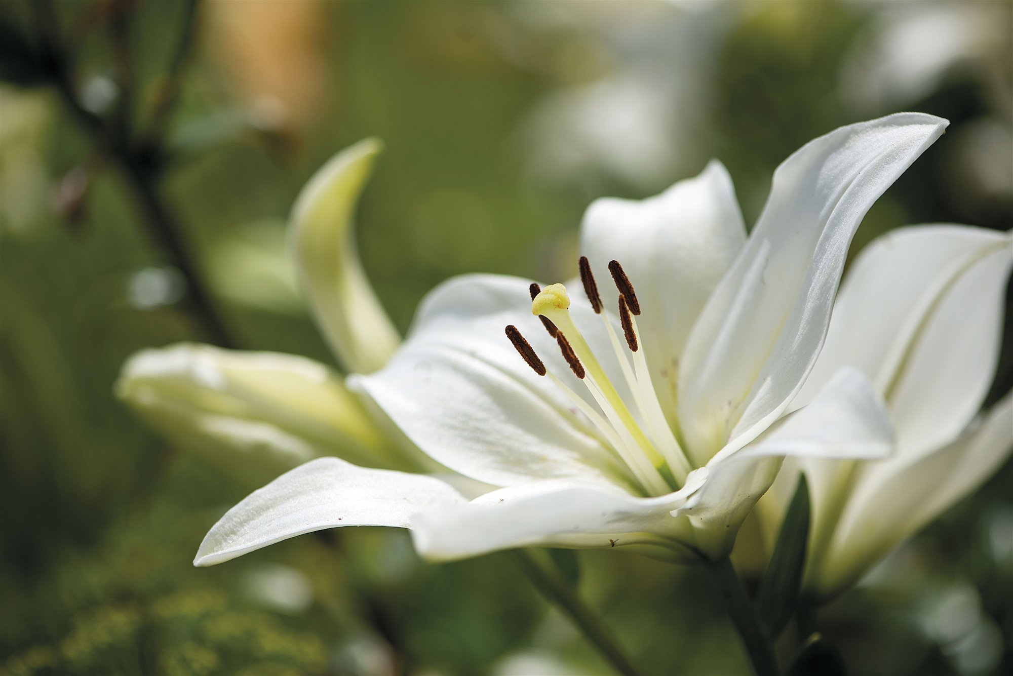 flor blanca azucena