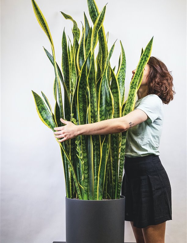 Lengua de suegra o sansevieria: ¿Por qué es la planta de moda? 