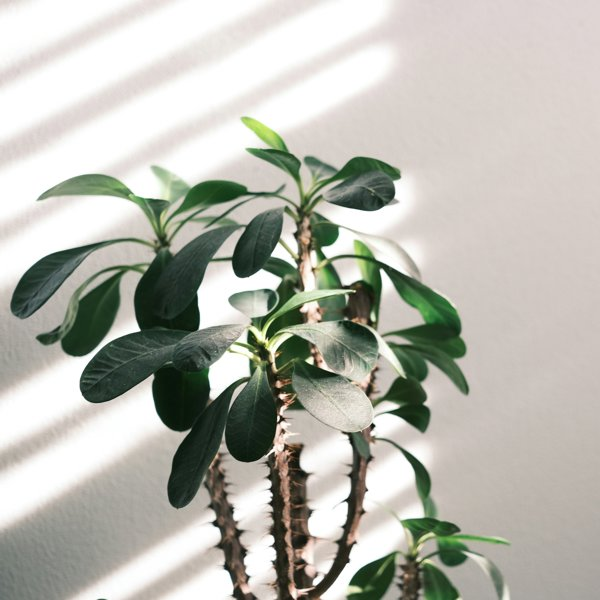 Plantas de interior tamaño XXL: la solución fácil y elegante para la decoración de tu hogar