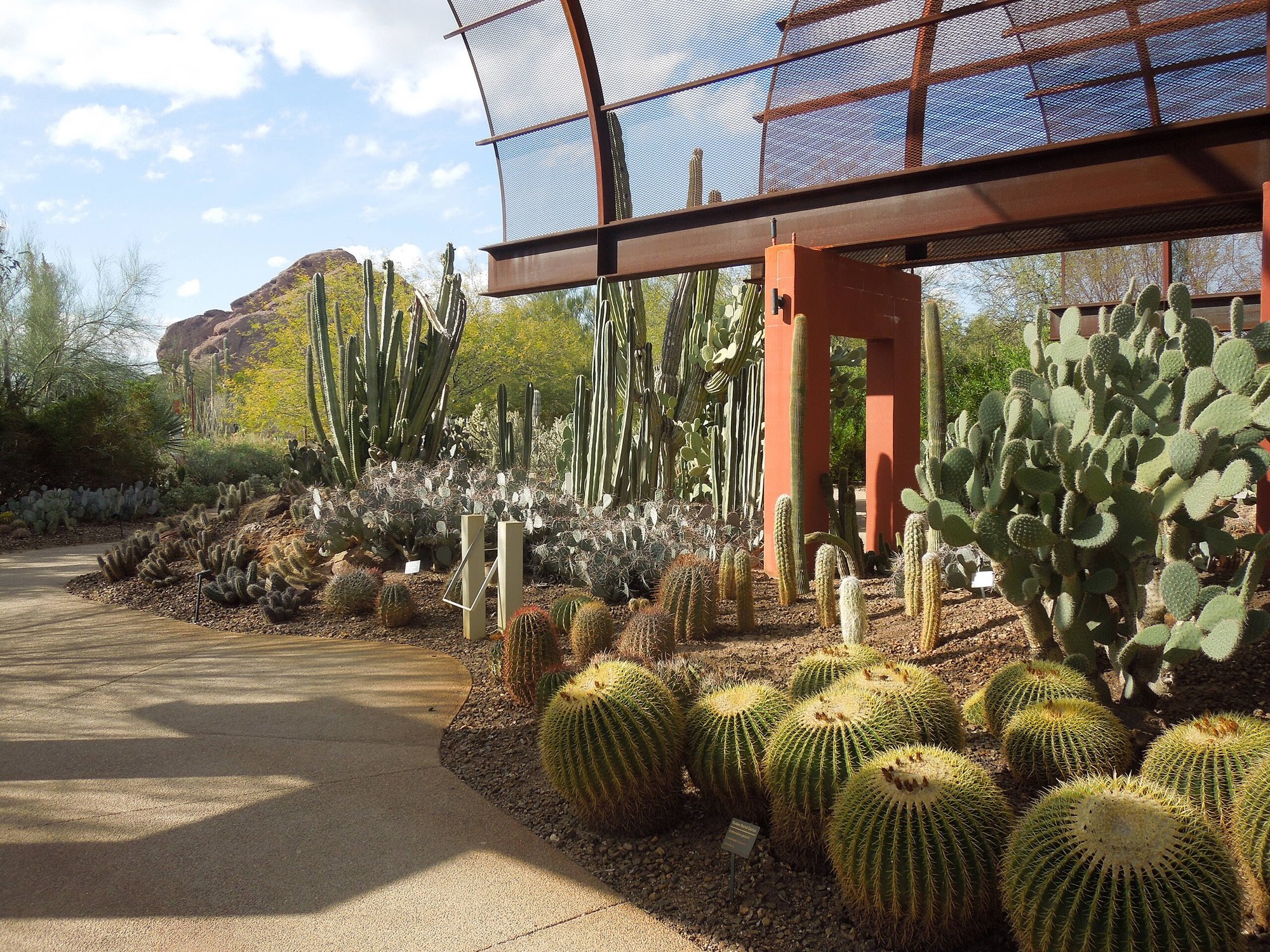 Desert Botanical Garden Phoenix Arizona 51