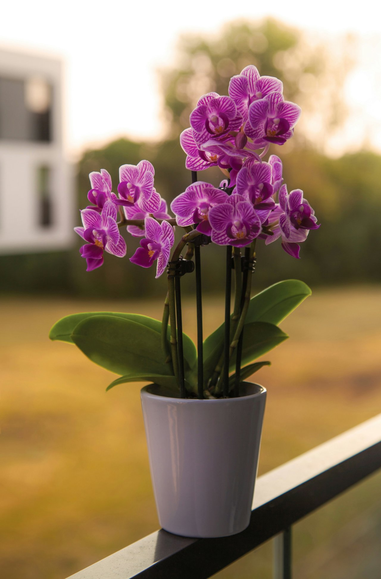 Las mini orquídeas son perfectas cuando el espacio no sobra