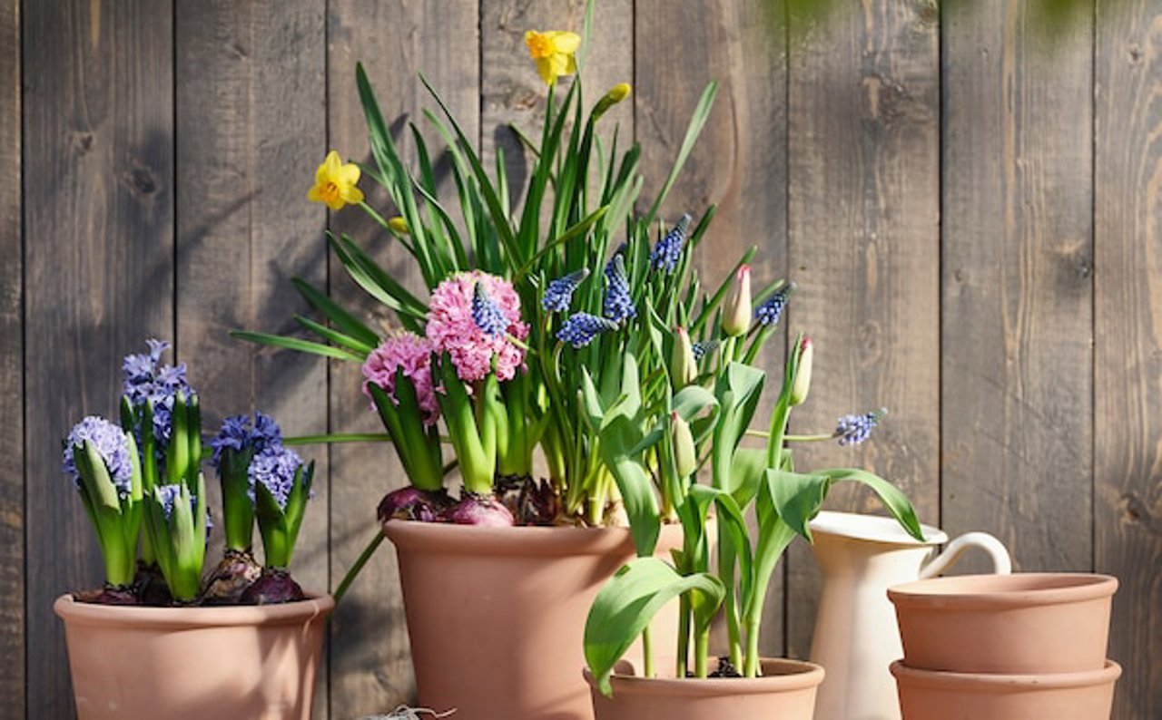 ¡Primavera en tu balcón con IKEA! Descubre las plantas con flor más deseadas