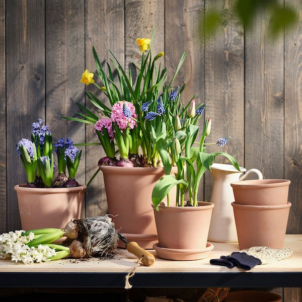 IKEA pone a la venta las plantas con flor más buscadas en primavera para el balcón: tulipán, lavanda, hortensia��