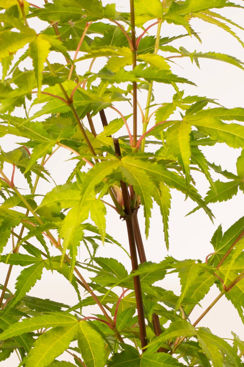 Las hojas de Acer Palmatum