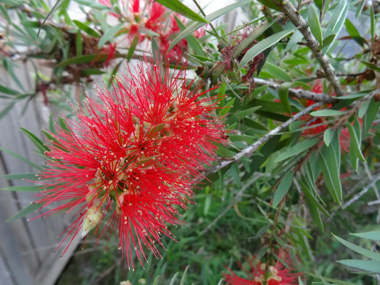 Callistemon