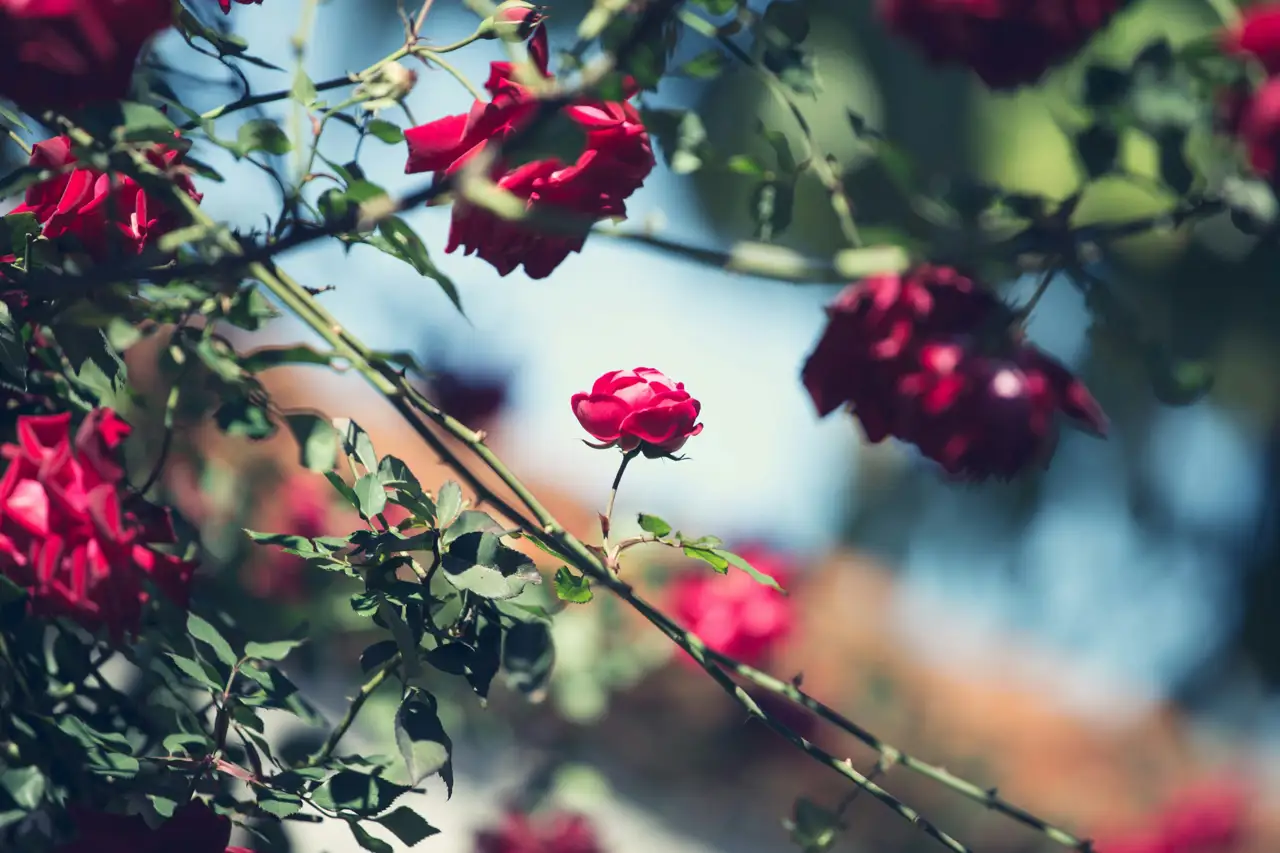 Rosal