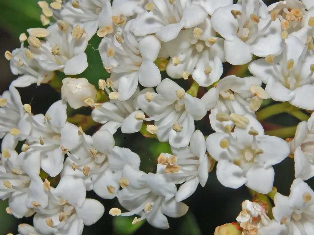 Viburnum Tinus o Durillo