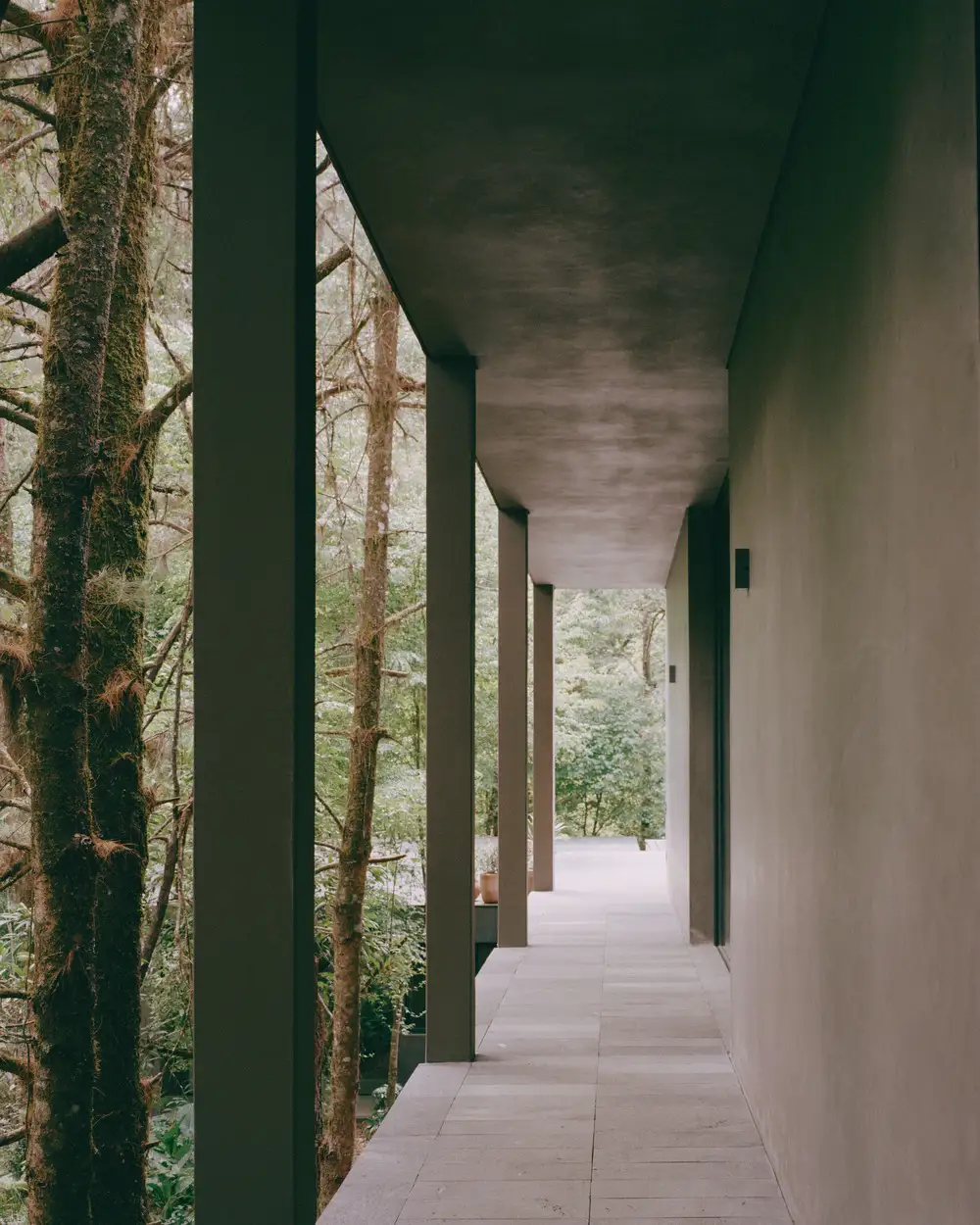 columnas árboles naturaleza pasillo 