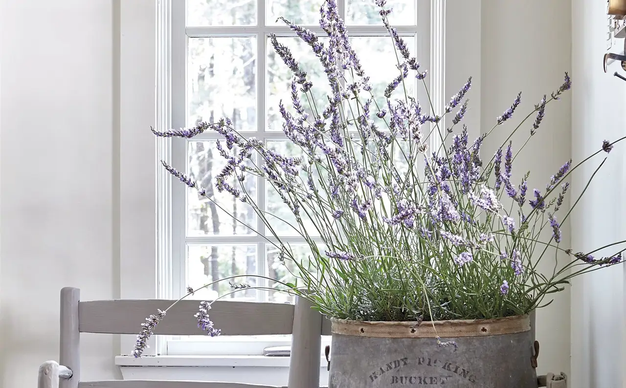 sillas de madera con maceta de flores de lavanda estilo rústico provenzal