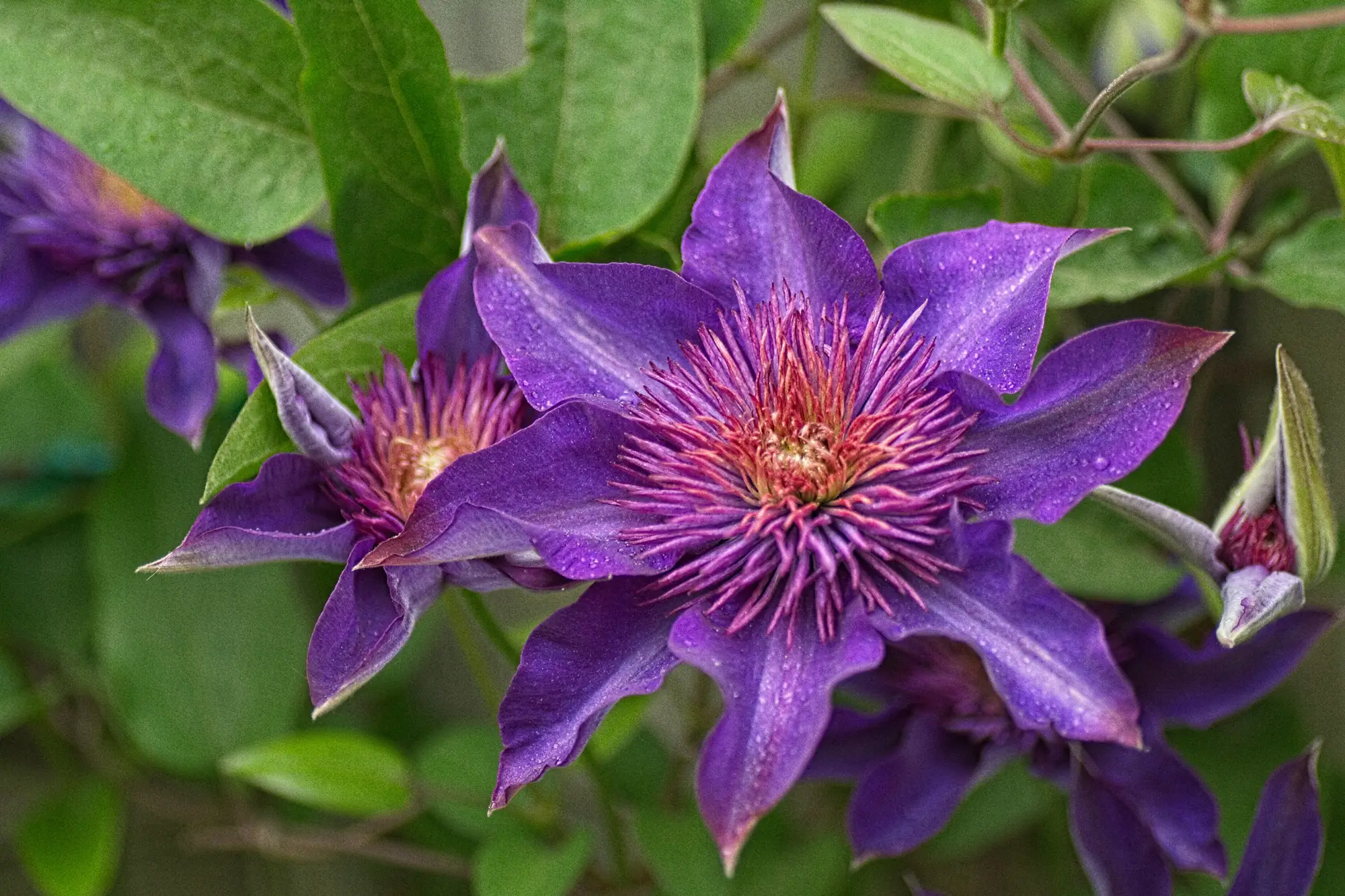 clematis