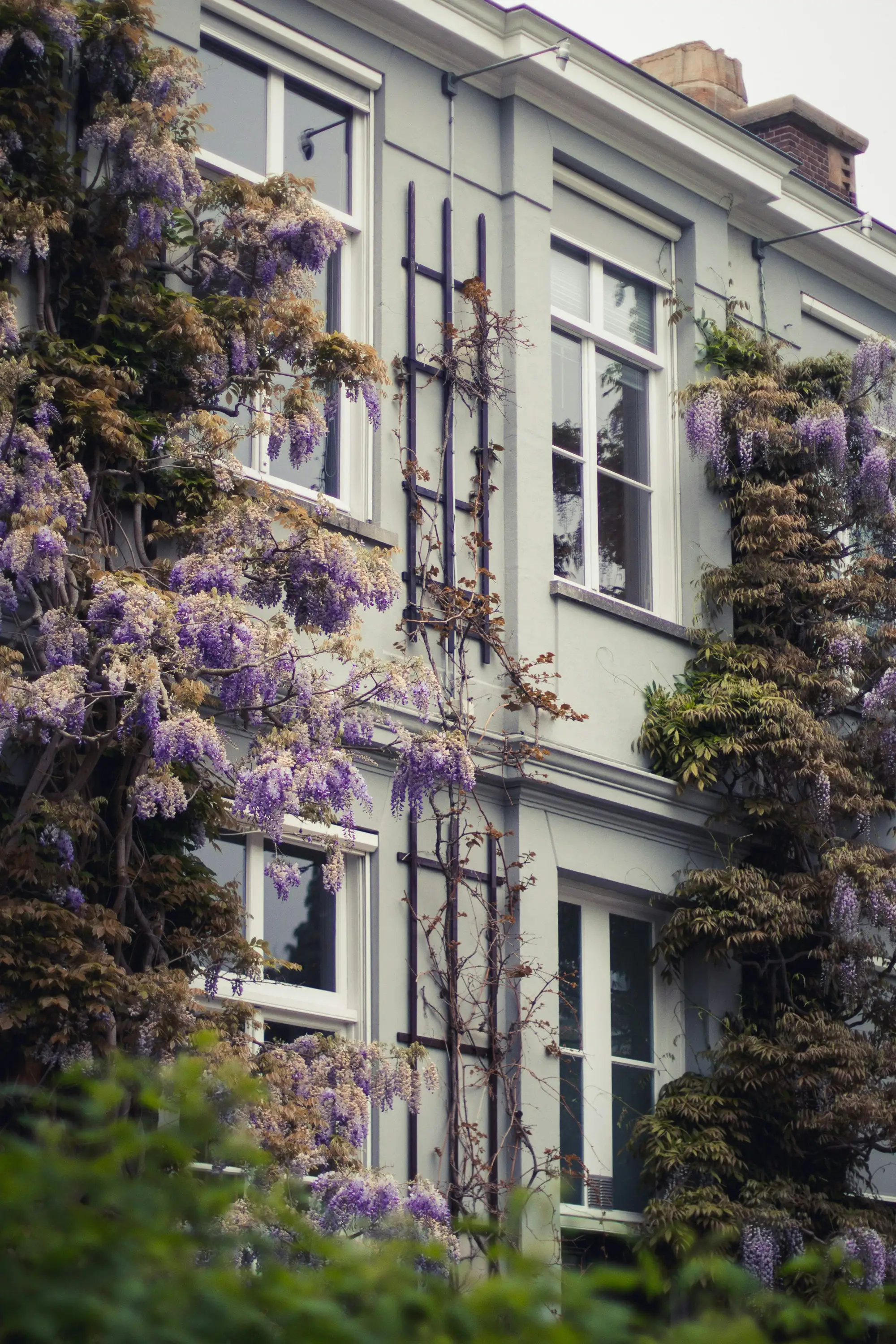 Glicinia, o Wisteria sinensis