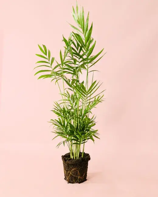 areca leroy merlin