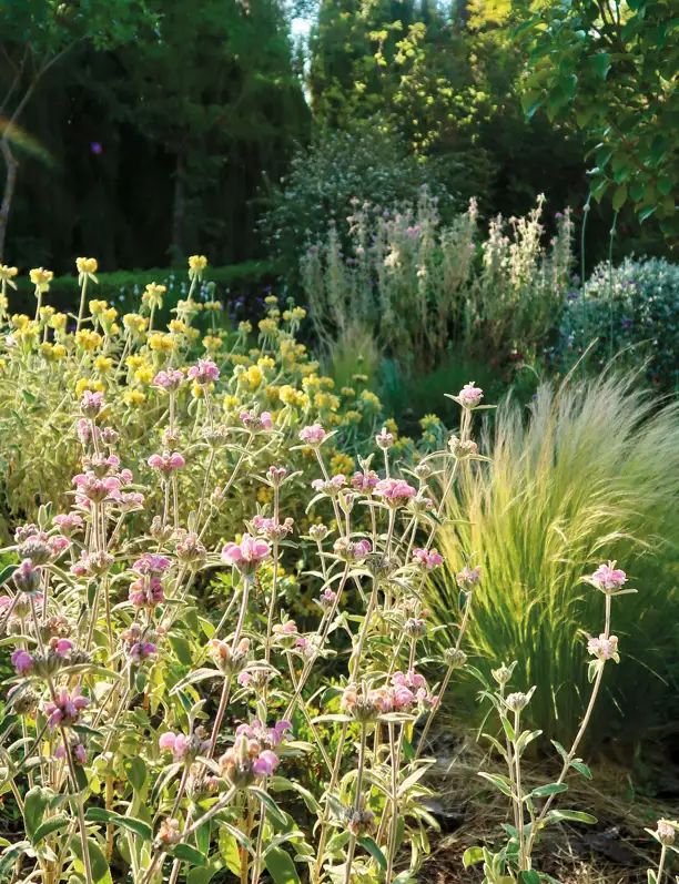 Los jardines silvestres son la tendencia del momento: cómo la naturaleza se convierte en la principal inspiración (y entra en nuestras casas)