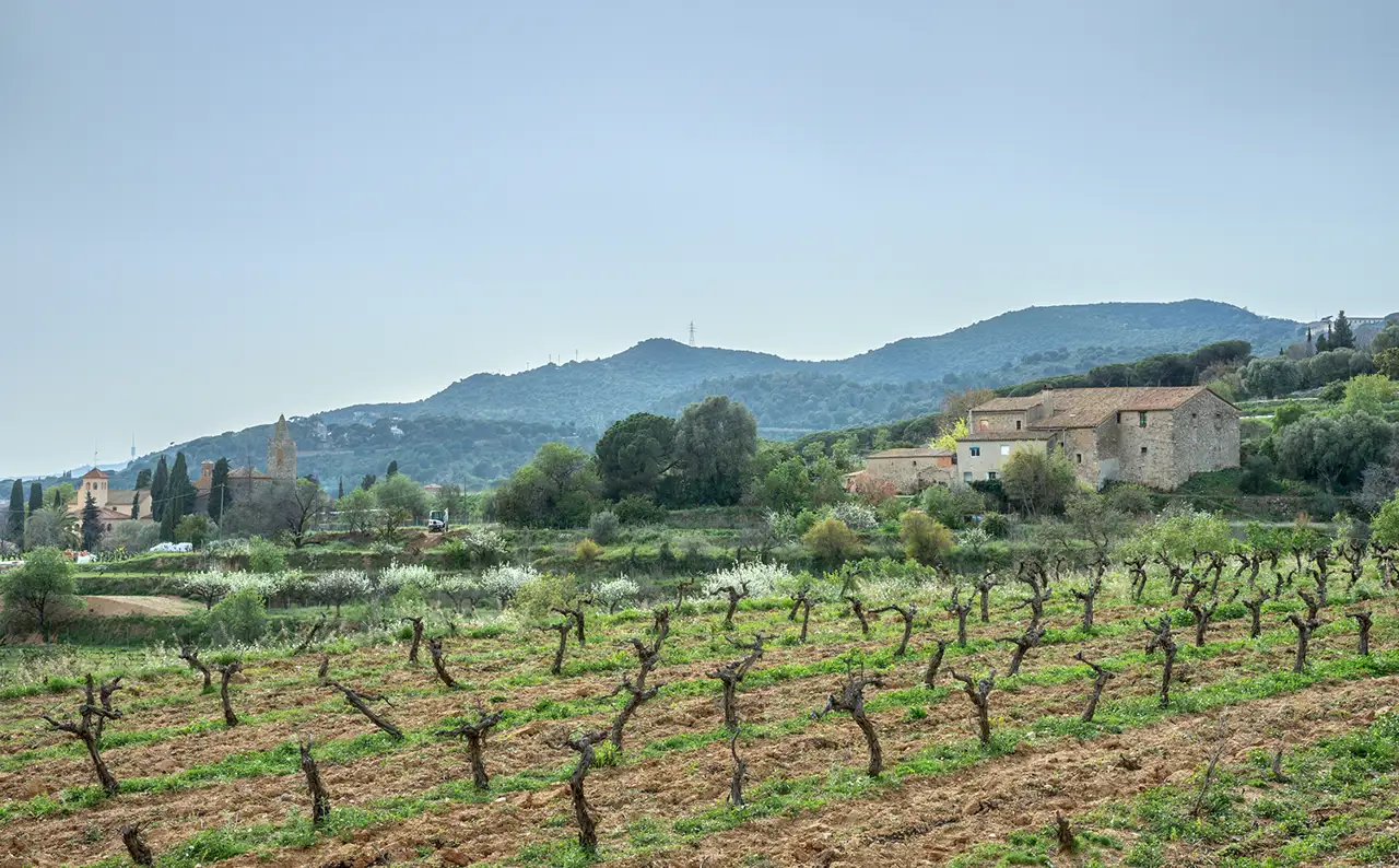 Los viñedos de Tiana, a los pies de la Serralada de Marina.