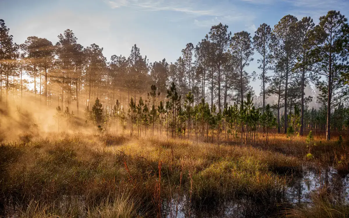 El gran bosque de Ocala en Florida