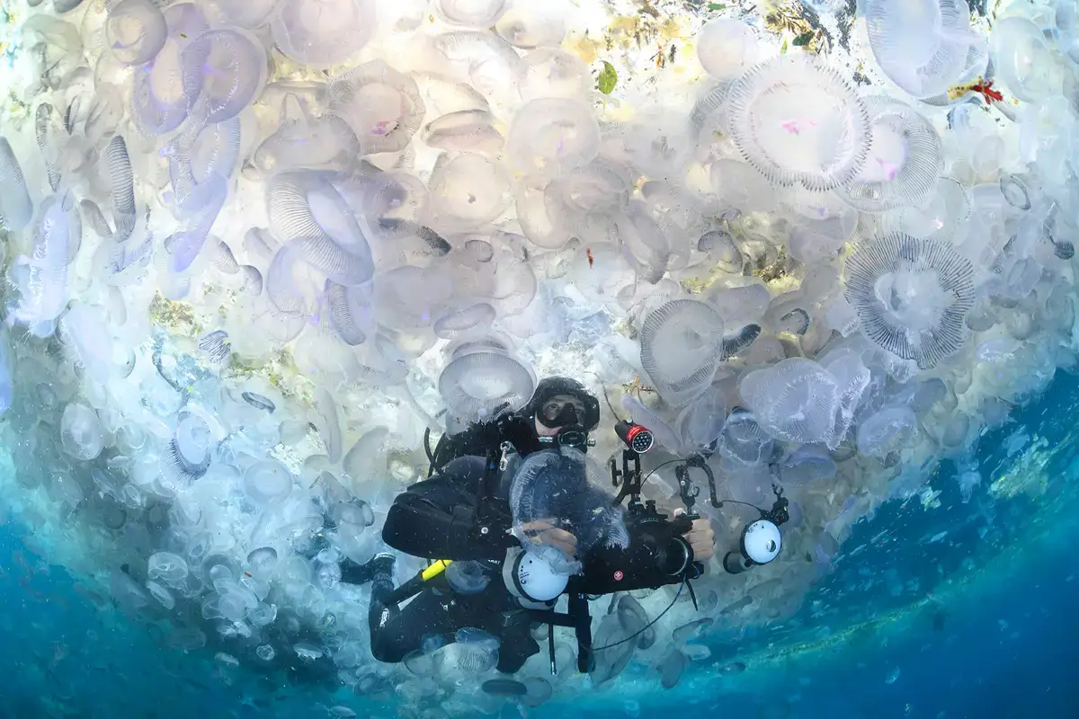 En las aguas de Northland, Nueva Zelanda 