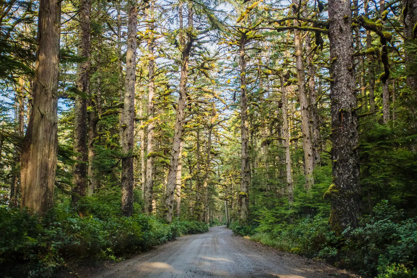 Entre la flora de Haida Gwaii en Canadán 