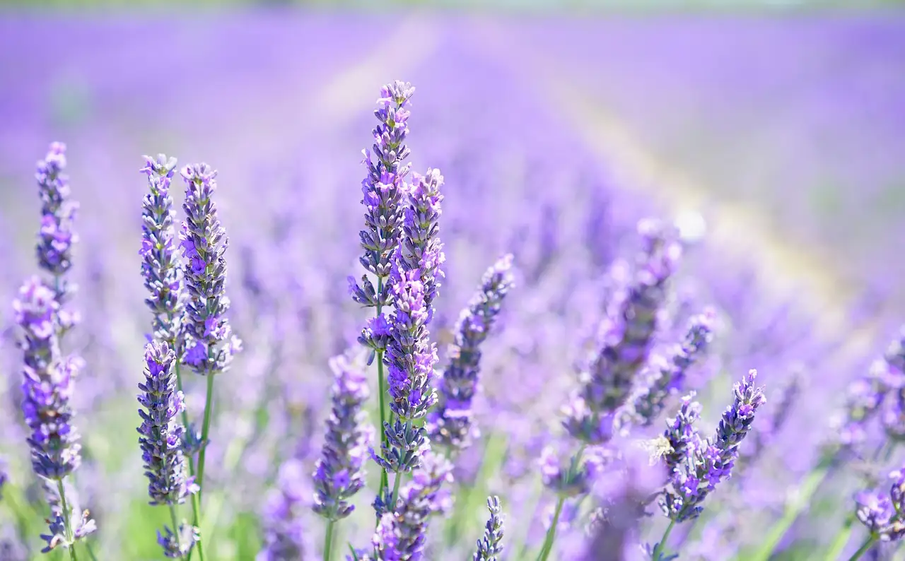 Lavanda