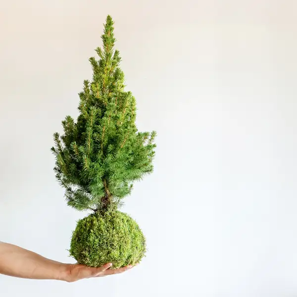 Un jardín navideño en miniatura: tradición y naturaleza en una kokedama de mini abeto