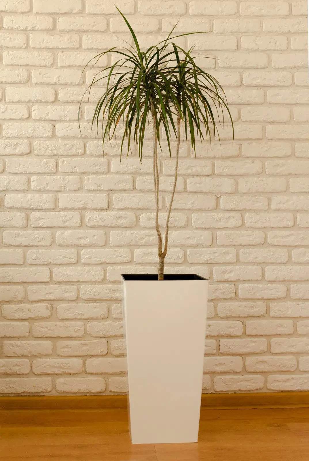 Dracaena marginata