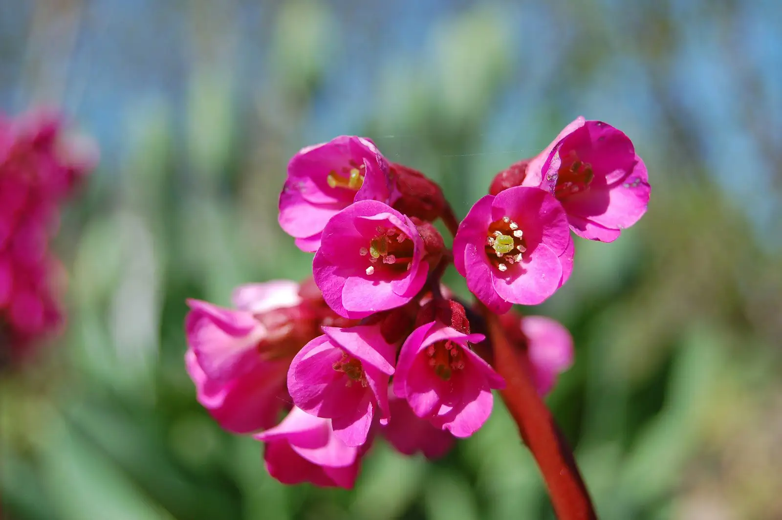 Bergenia