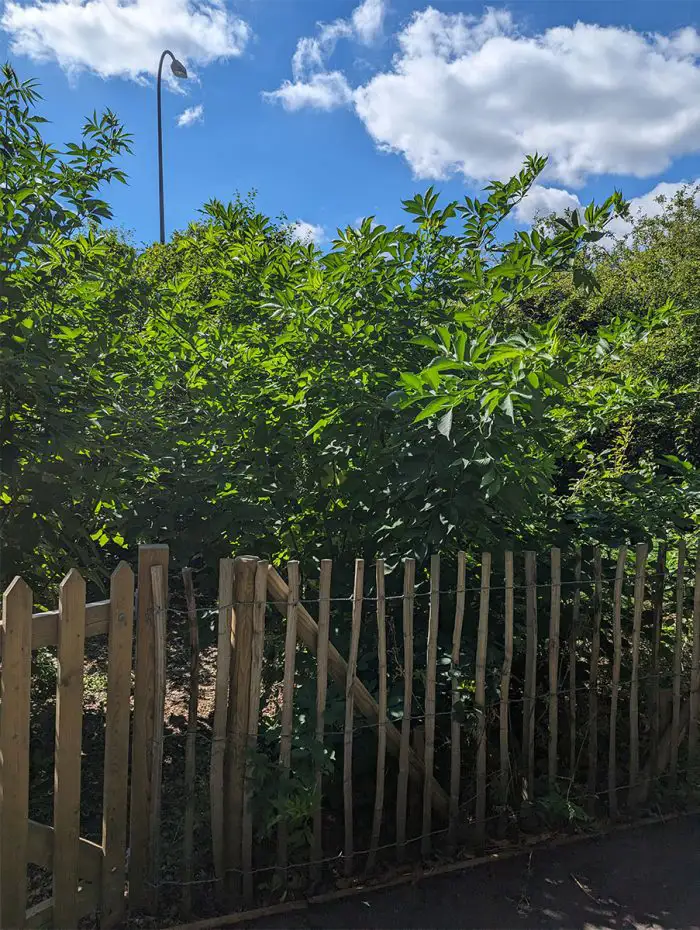 Imagen del perímetro de los jardines Horniman, junto a la carretera de circunvalación South Circular de Londres, en 2023