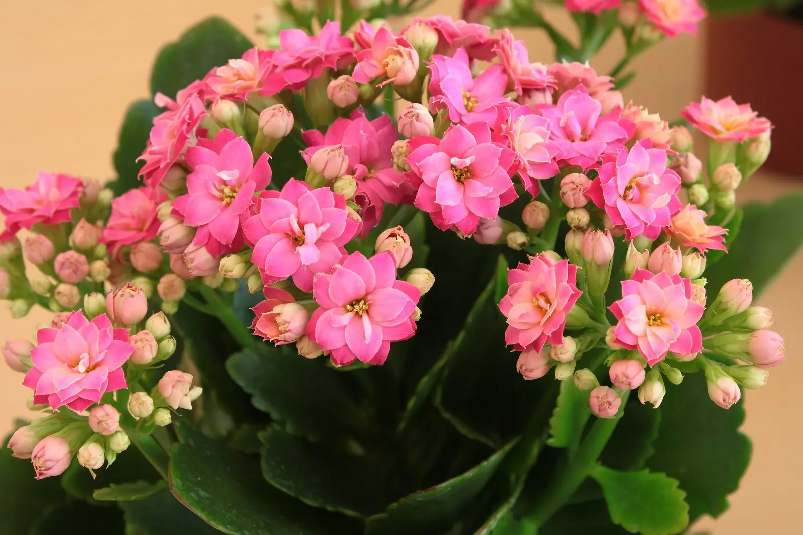 Kalanchoe