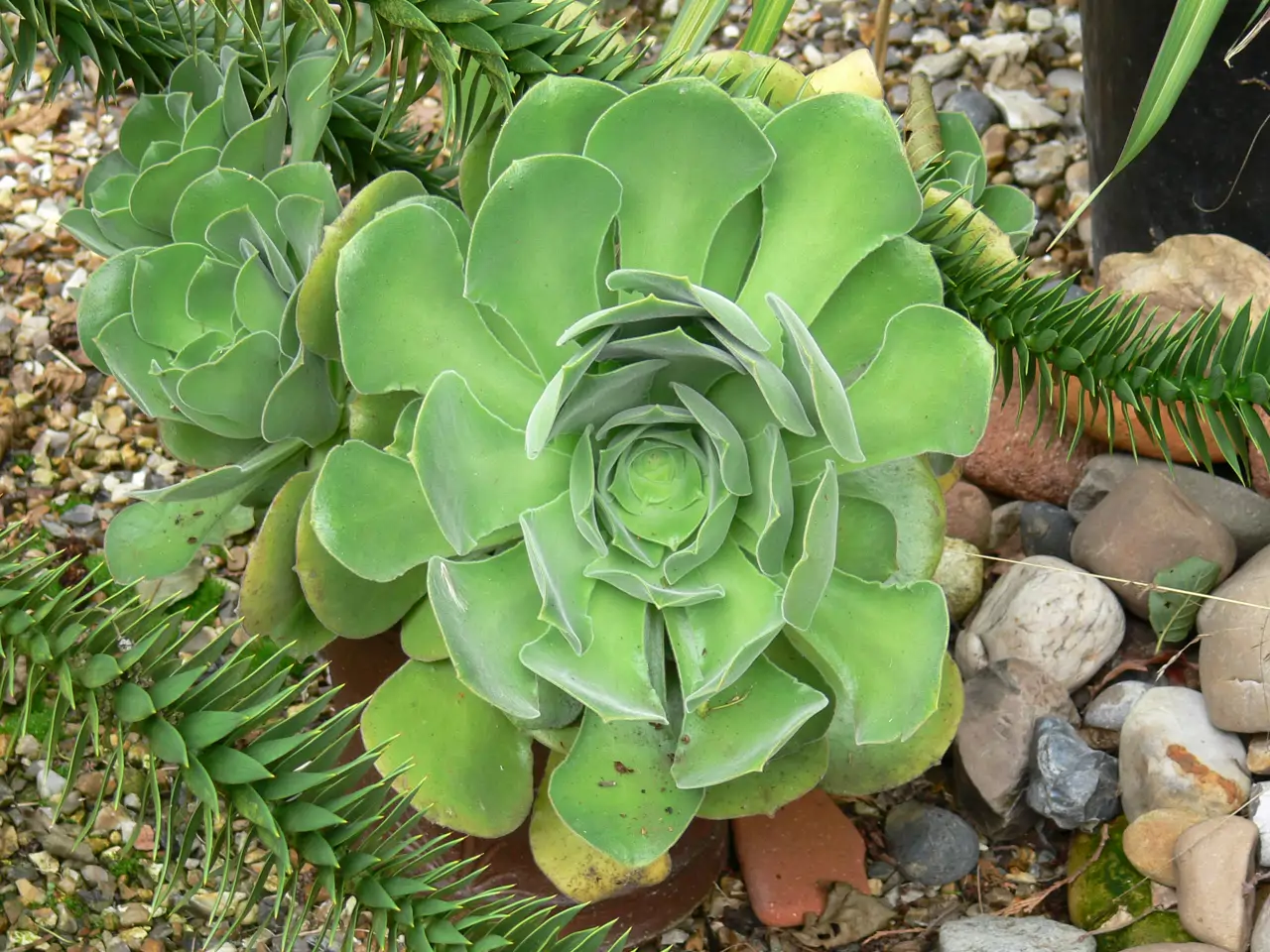 Aeonium canariense velvet