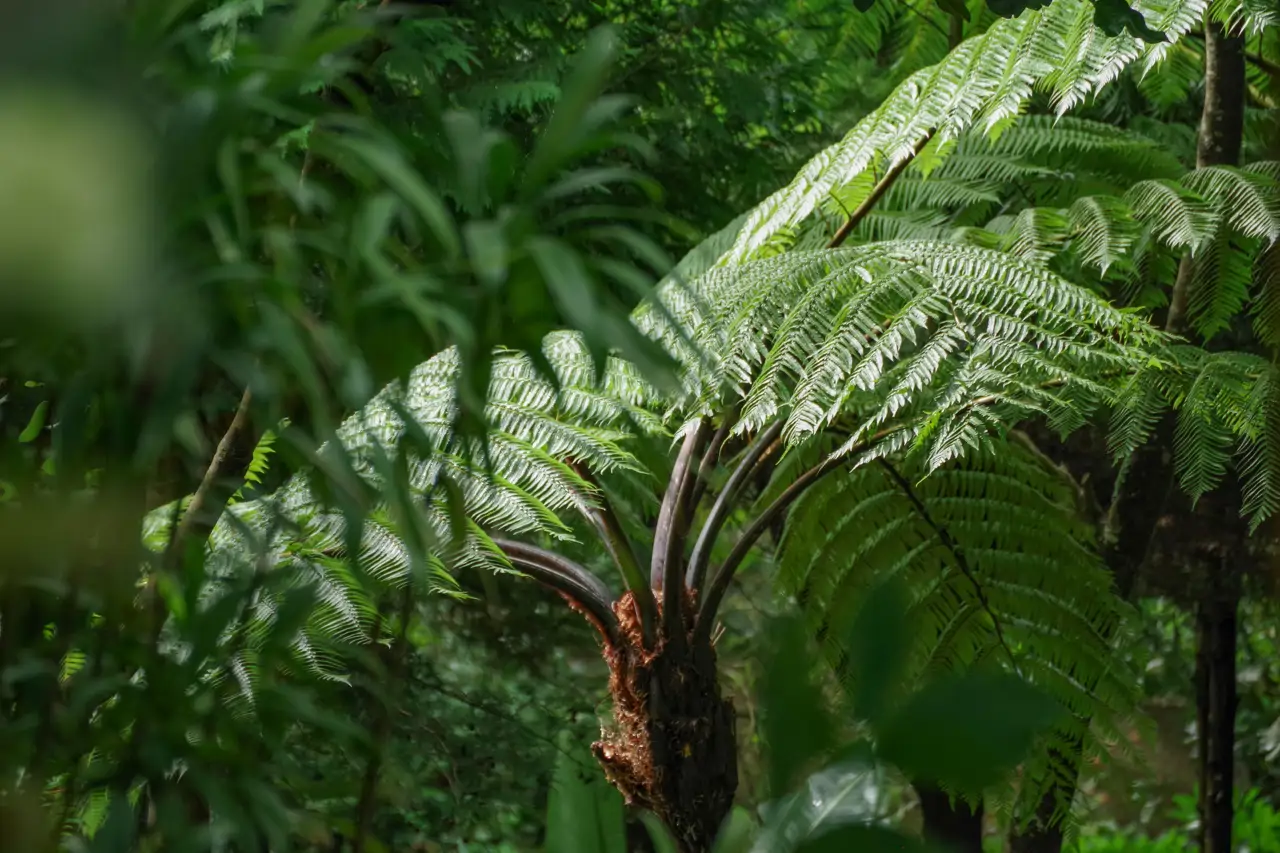 Cyathea cooperi