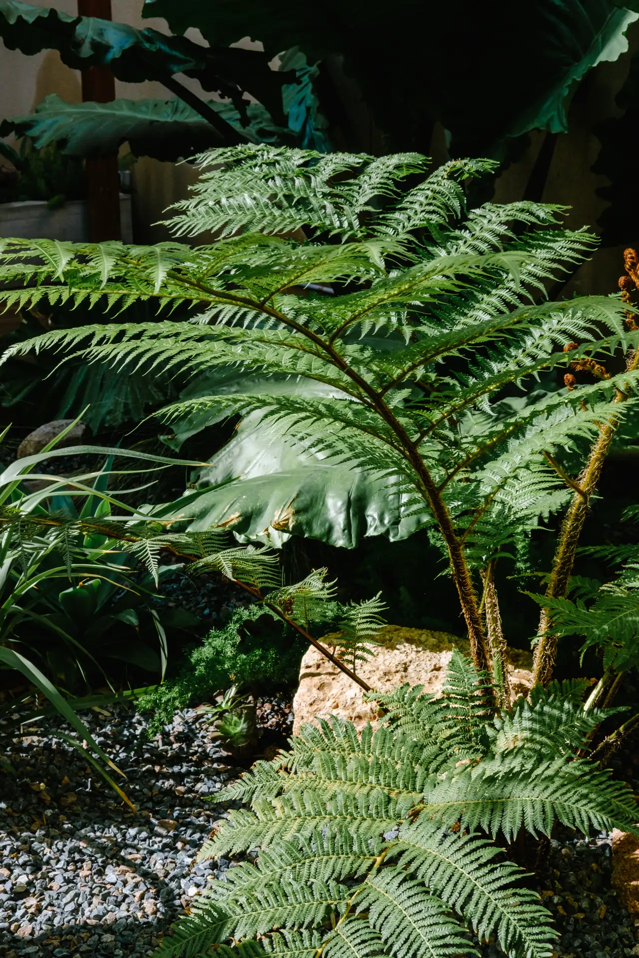 Cyathea