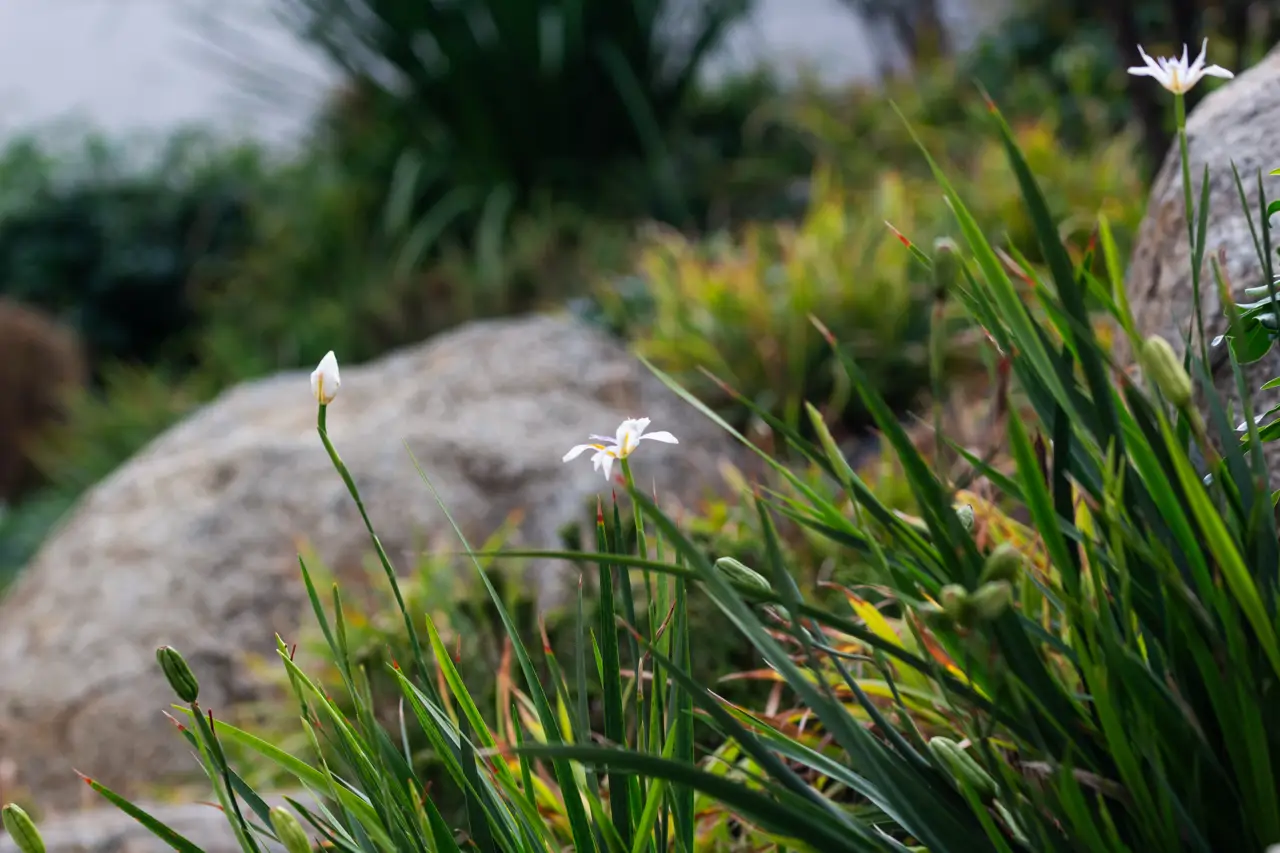 Dietes grandiflora