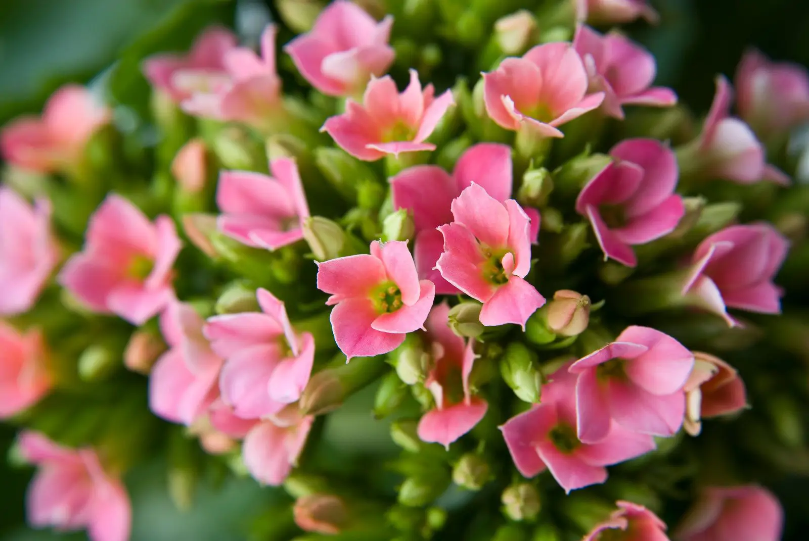 Kalanchoe