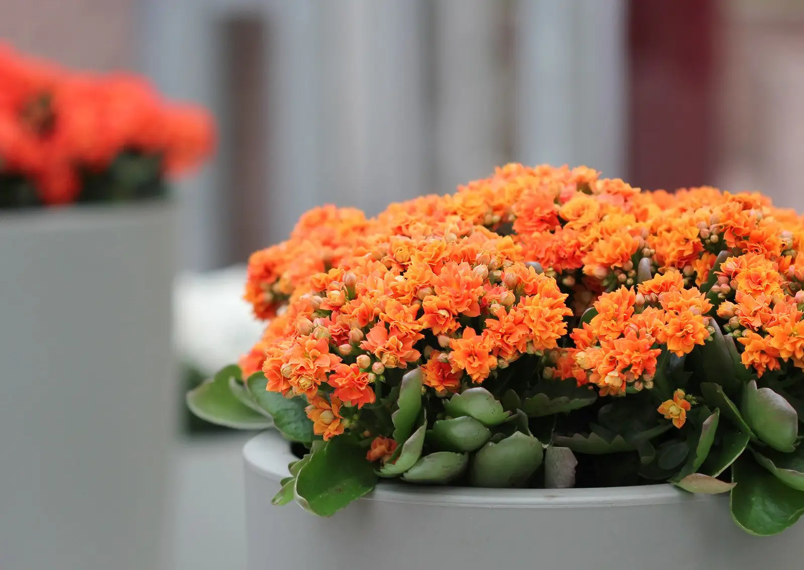 Kalanchoe