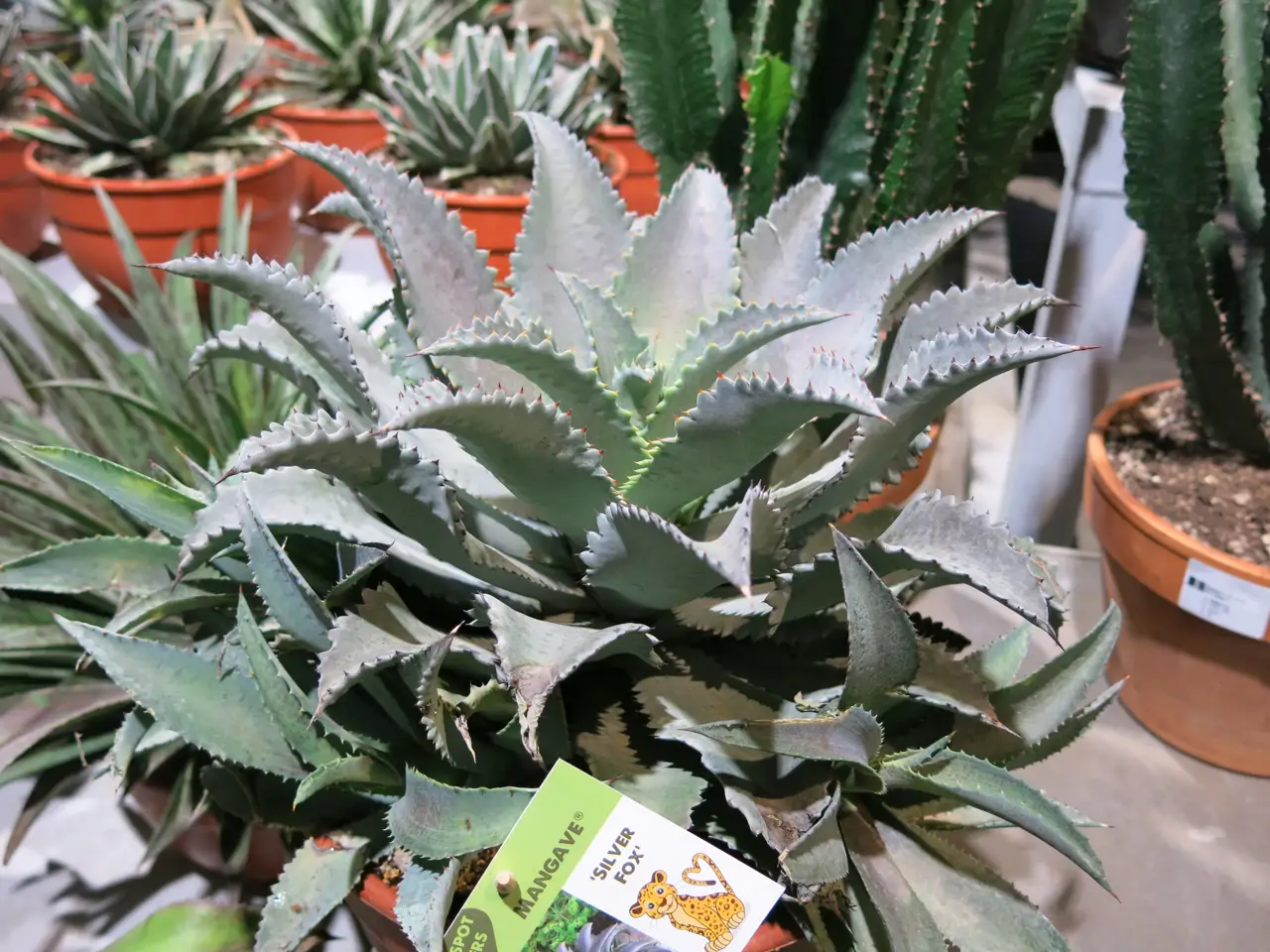 Mangave 'Silver Fox'