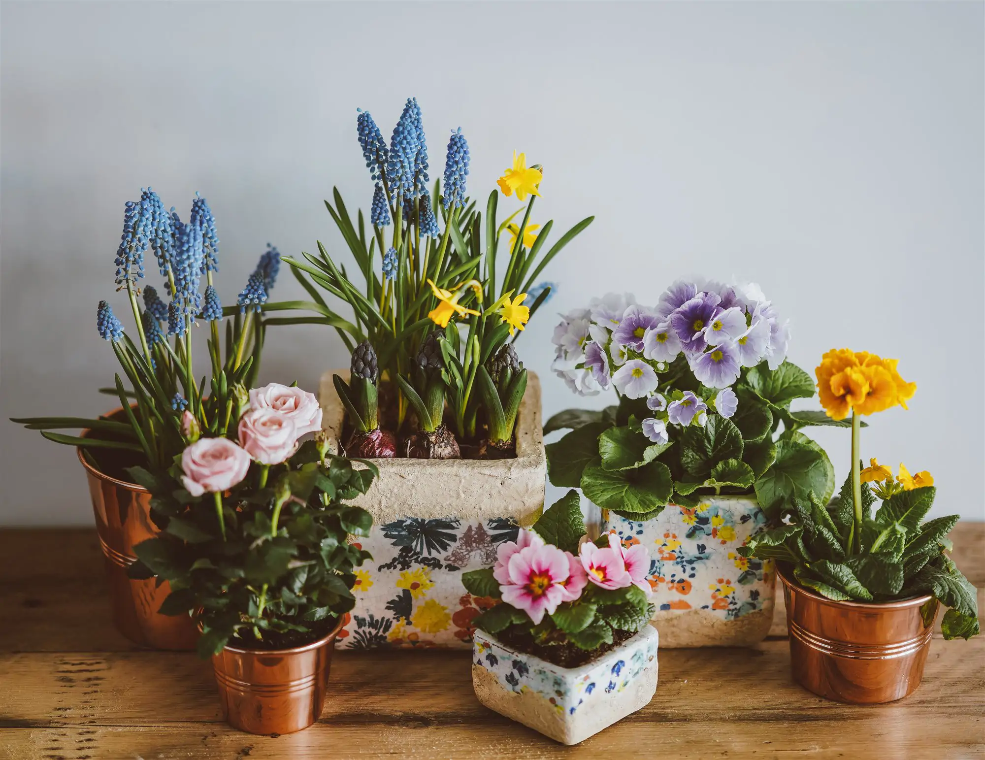 plantas con flores 