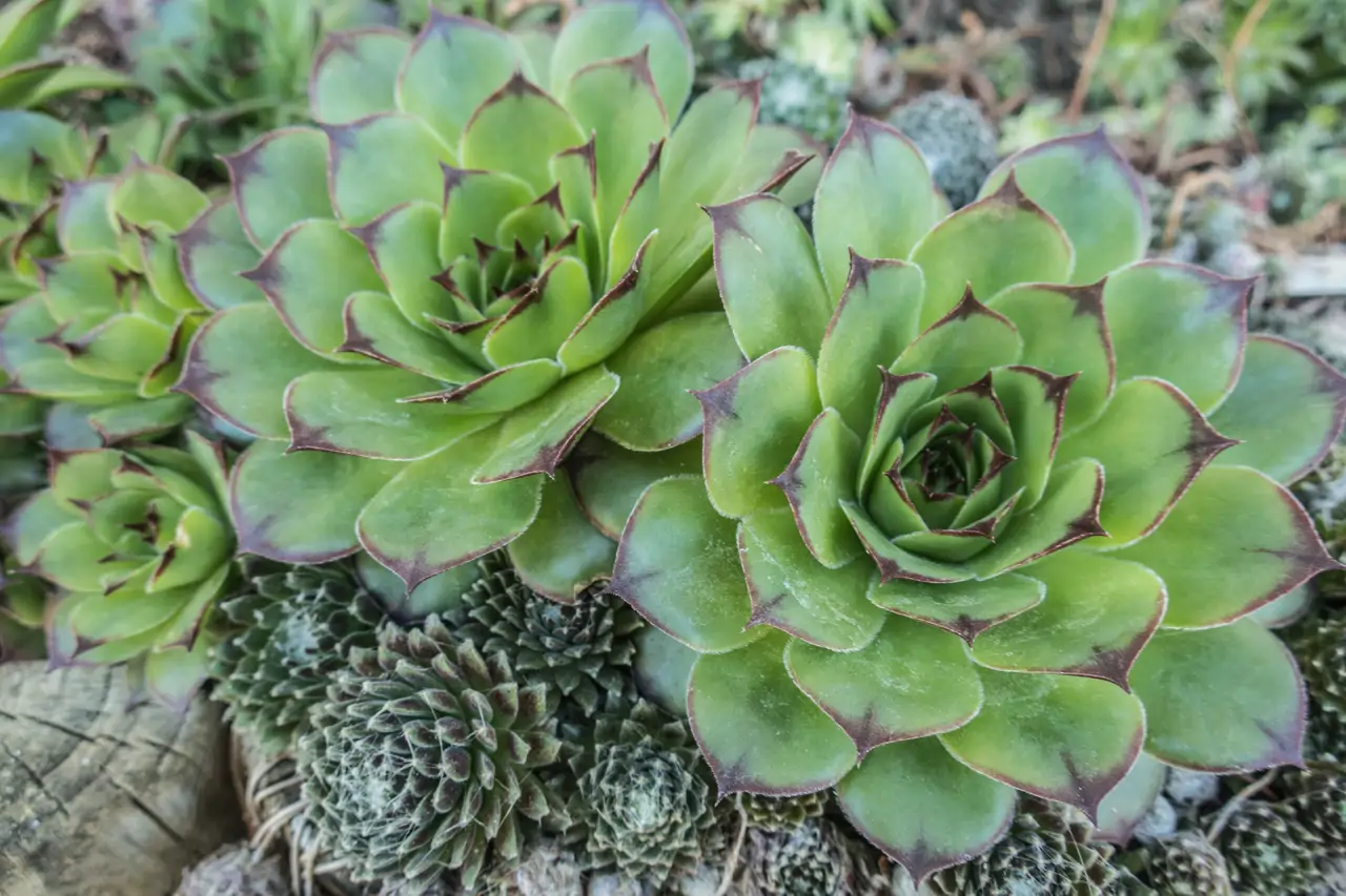 Sempervivum tectorum: especie de la familia de las crasuláceas