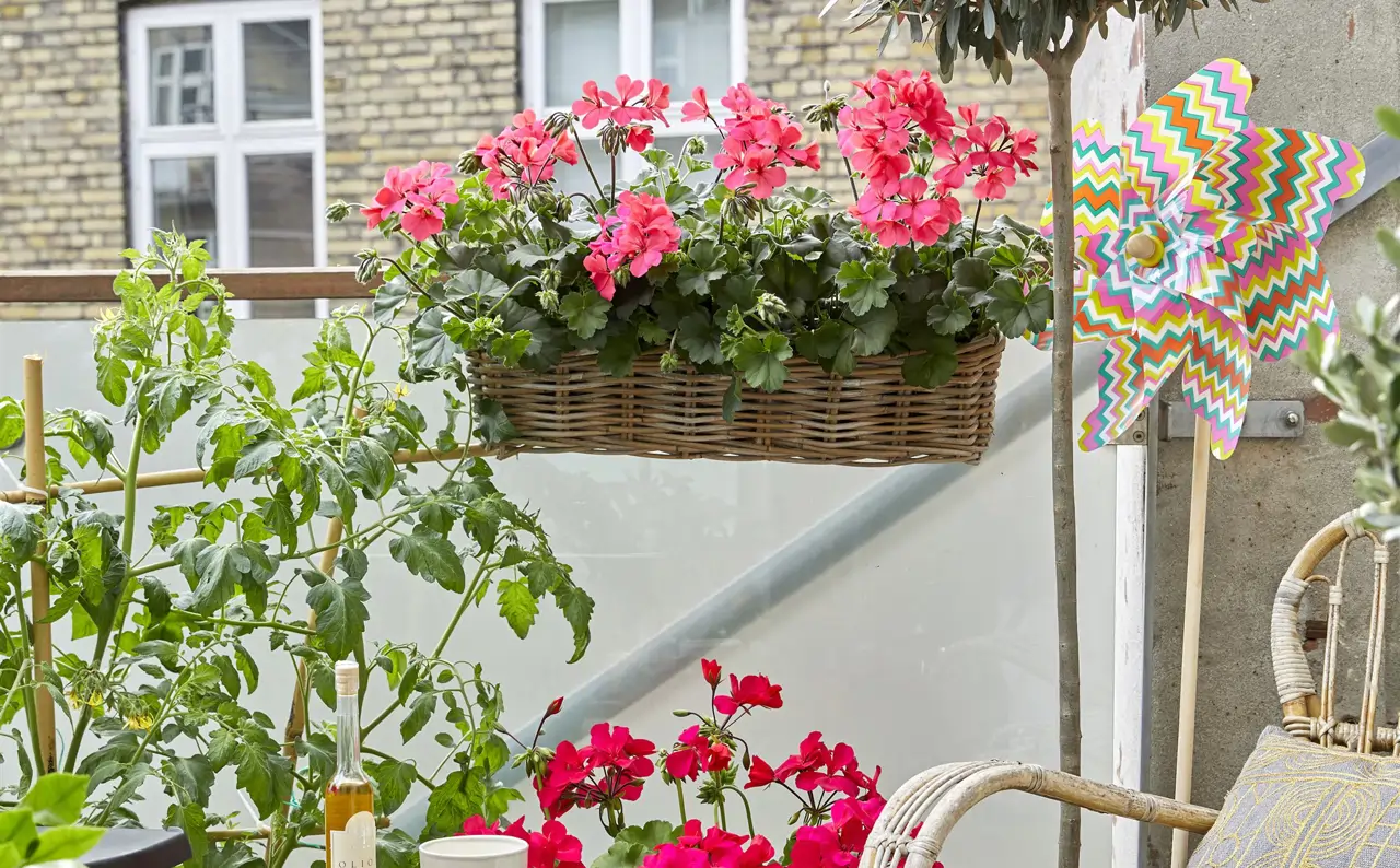 Balcon con geranios en color rojo