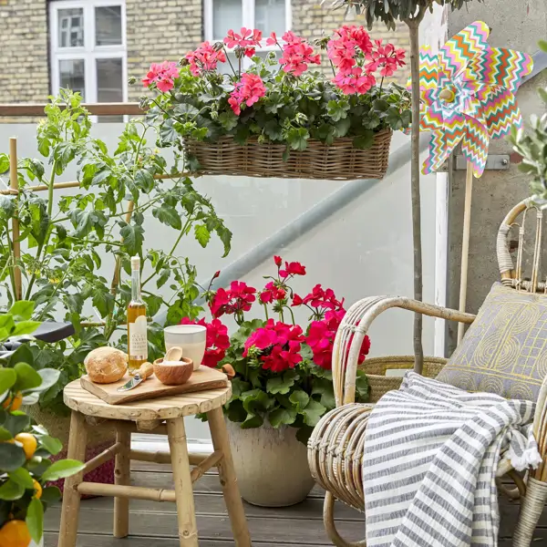 En marzo, el balcón se decora con estas 5 plantas que resisten el sol, decoran y necesitan poca agua