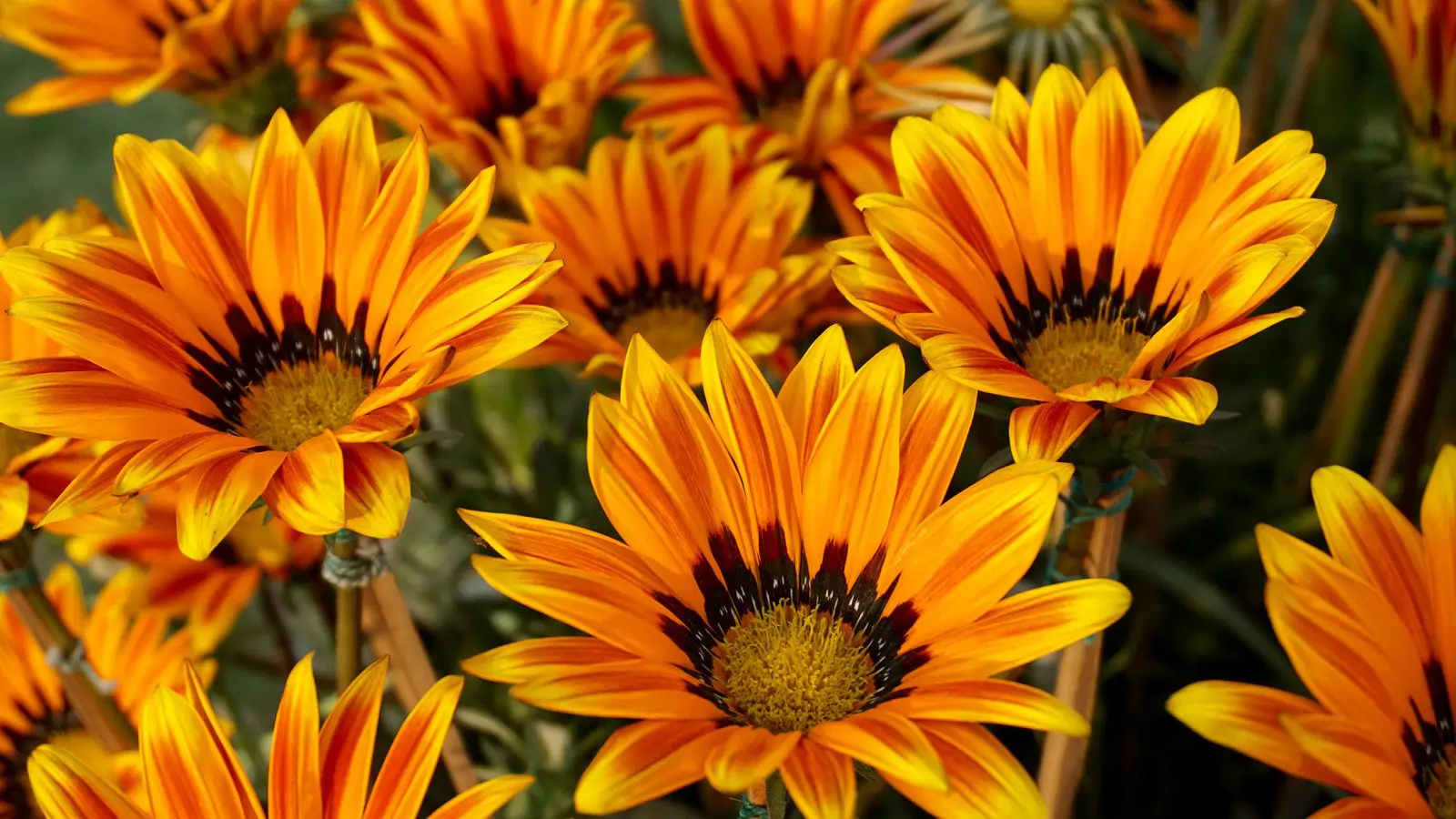 Gazania