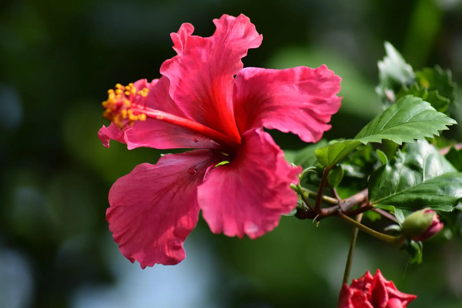 Hibisco