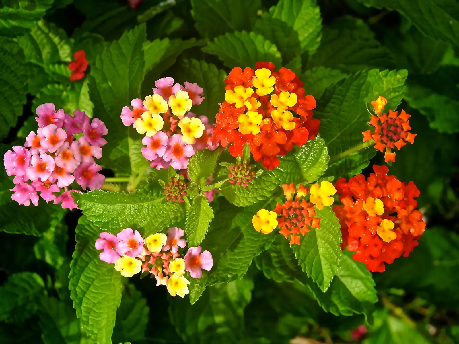 Lantana