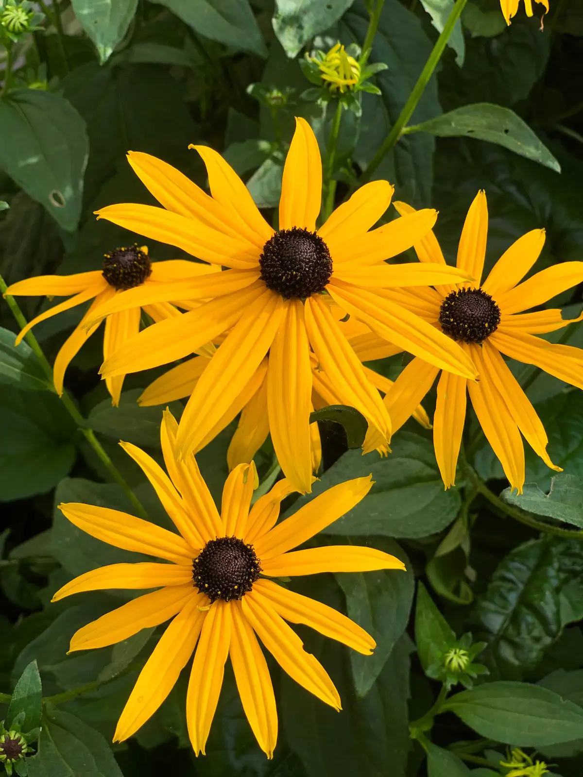 Rudbeckia