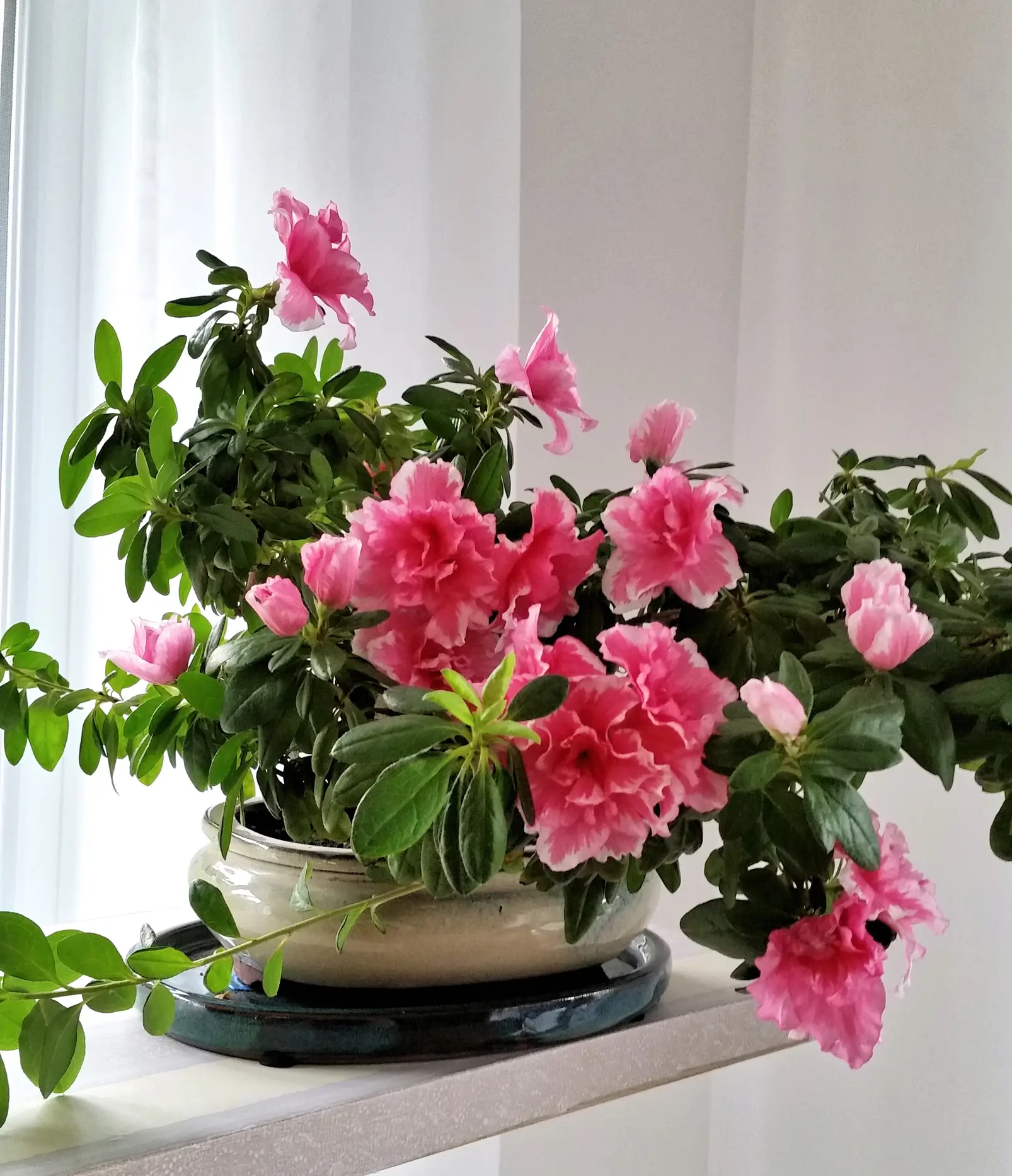 Azalea junto a la ventana. 